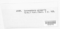 Image of Coronophora gregaria